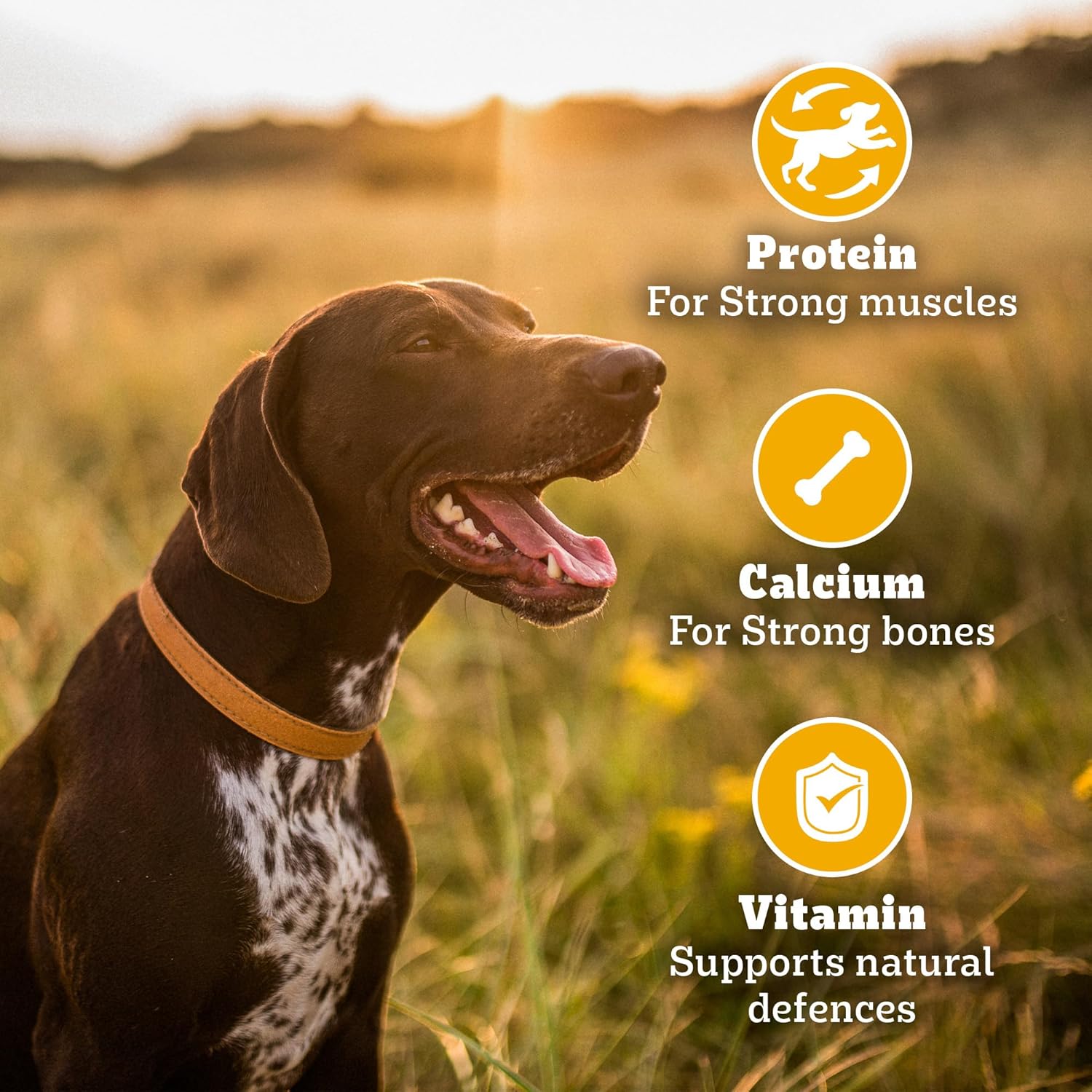 Pedigree Biscrok Biscuits Dog Treats | 1kg | Chicken Flavour | Source of Calcium | 15% Protein | Bone-Shaped Crunchy Treats Above 4 Months